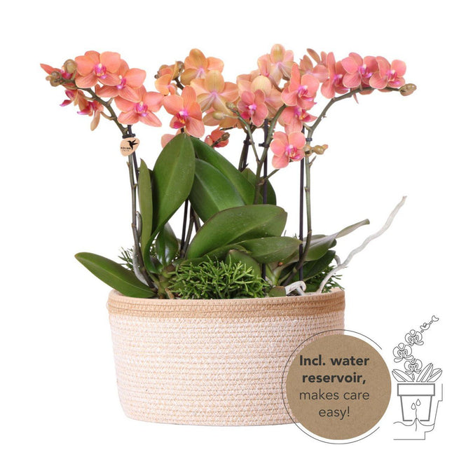 Anro Style oranje plantenset in Cotton Basket incl. waterreservoir | drie oranje orchideeën Bolzano 9cm en drie groene planten | Jungle Bouquet oranje met zelfvoorzienend waterreservoir