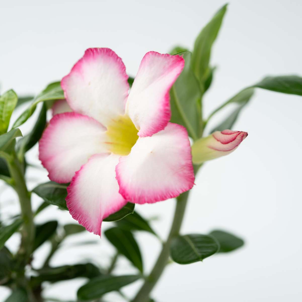 Florastore Desert Rose - Adenium Obesum 'Pink Star' - Height 30-45Cm - ⌀13Cm