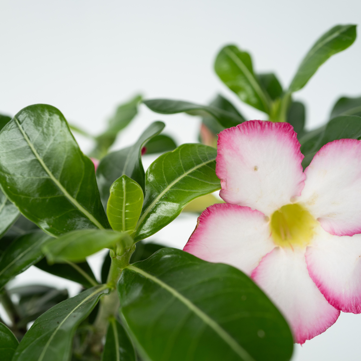 Florastore Desert Rose - Adenium Obesum 'Pink Star' - Height 30-45Cm - ⌀13Cm