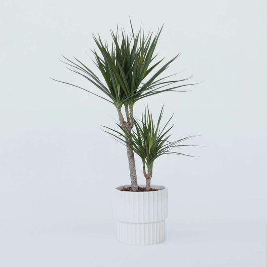 Florastore Madagascar Dragon Tree - Dracaena Marginata - Height 70-80Cm - ⌀17Cm