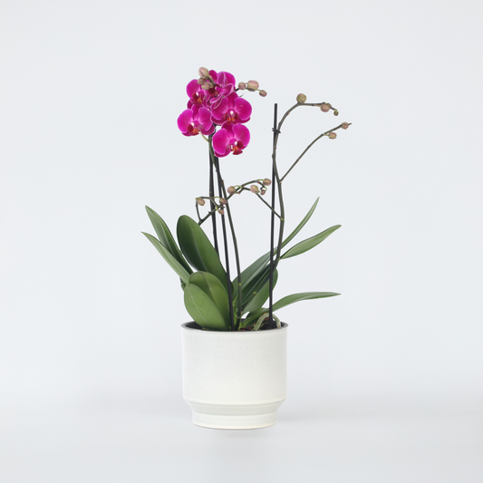 Florastore Moth Orchid - Phalaenopsis Multiflora - Height 35-45Cm - ⌀12Cm