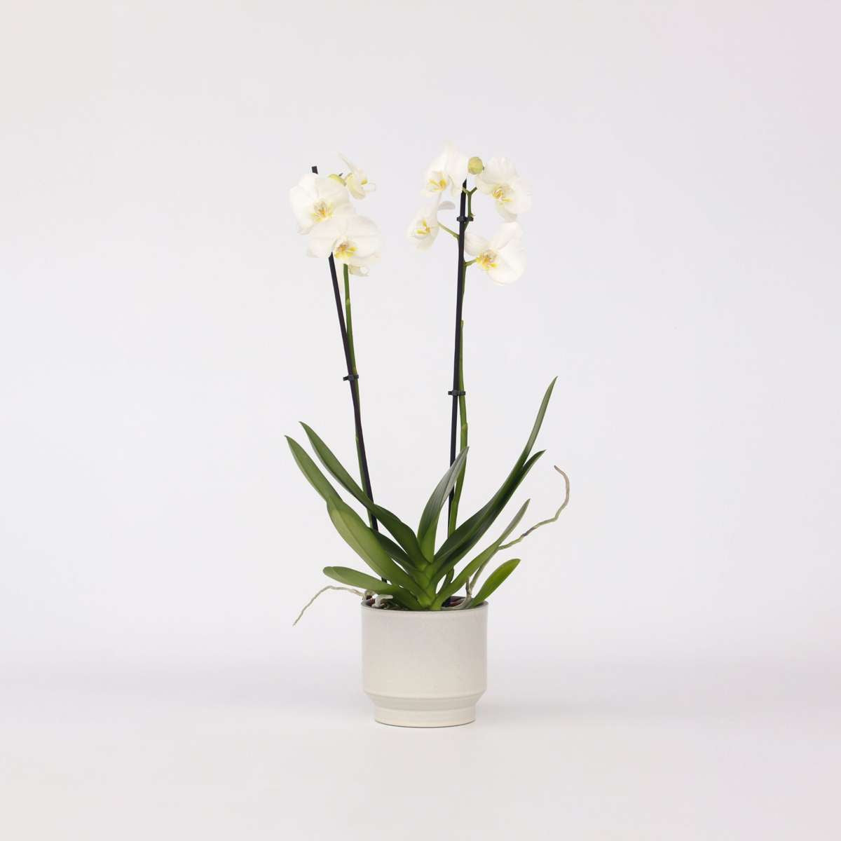 Florastore Moth Orchid - Phalaenopsis - Height 50-60Cm - ⌀12Cm