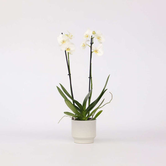 Florastore Moth Orchid - Phalaenopsis - Height 50-60Cm - ⌀12Cm
