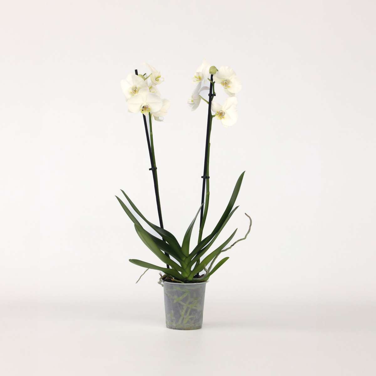Florastore Moth Orchid - Phalaenopsis - Height 50-60Cm - ⌀12Cm