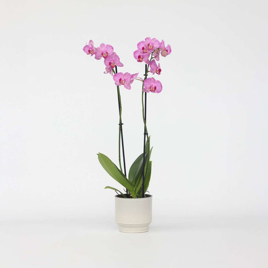 Florastore Moth Orchid - Phalaenopsis - Height 50-60Cm - ⌀12Cm