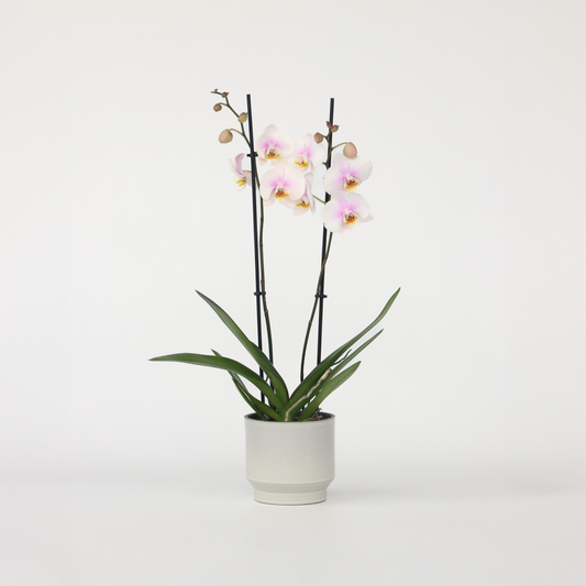 Florastore Moth Orchid - Phalaenopsis - Height 50-60Cm - ⌀12Cm