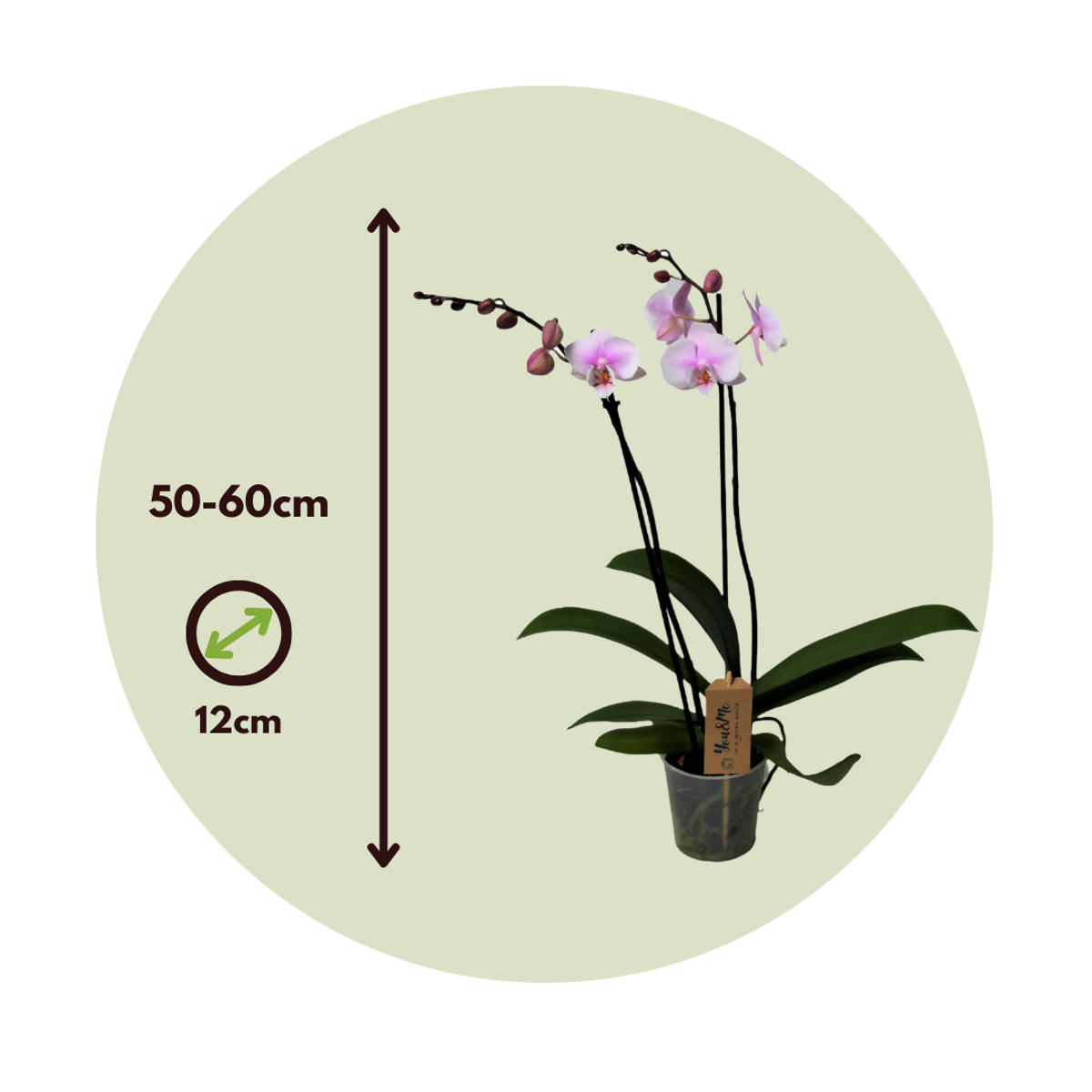 Florastore Moth Orchid - Phalaenopsis - Height 50-60Cm - ⌀12Cm