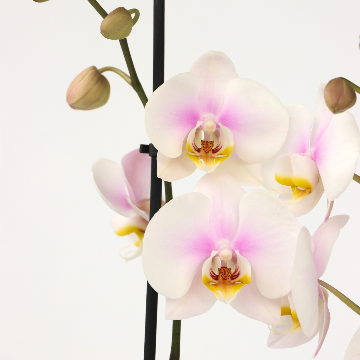 Florastore Moth Orchid - Phalaenopsis - Height 50-60Cm - ⌀12Cm