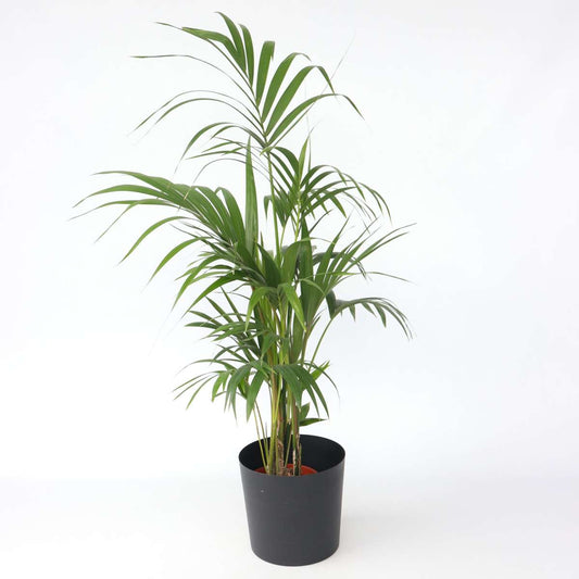 Florastore Kentia Palm - Howea Forsteriana - Height 130-140Cm - ⌀21Cm