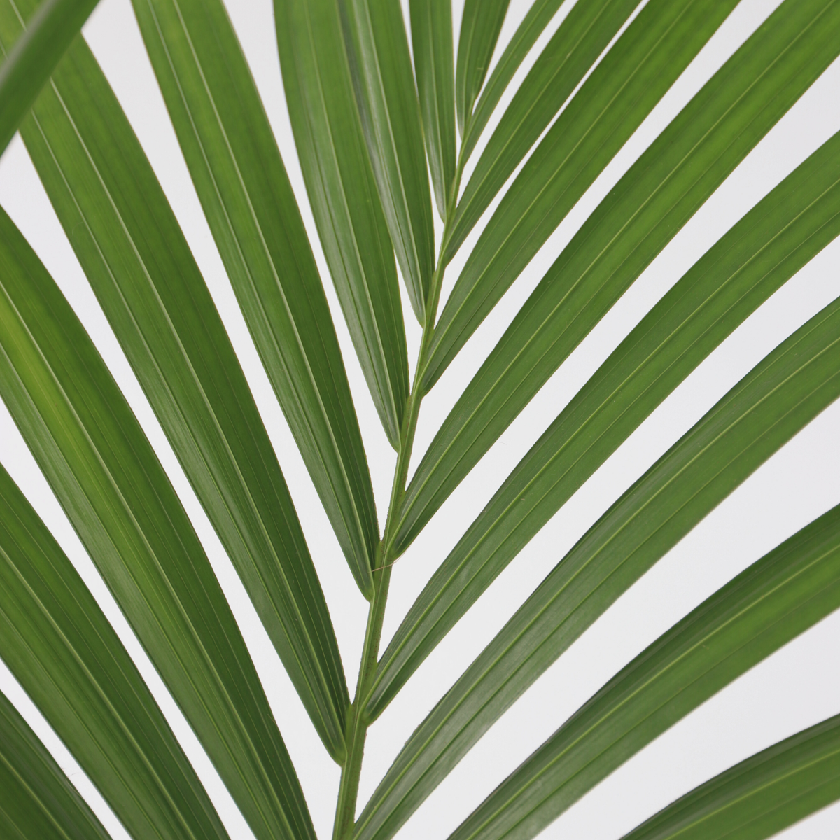 Florastore Kentia Palm - Howea Forsteriana - Height 130-140Cm - ⌀21Cm