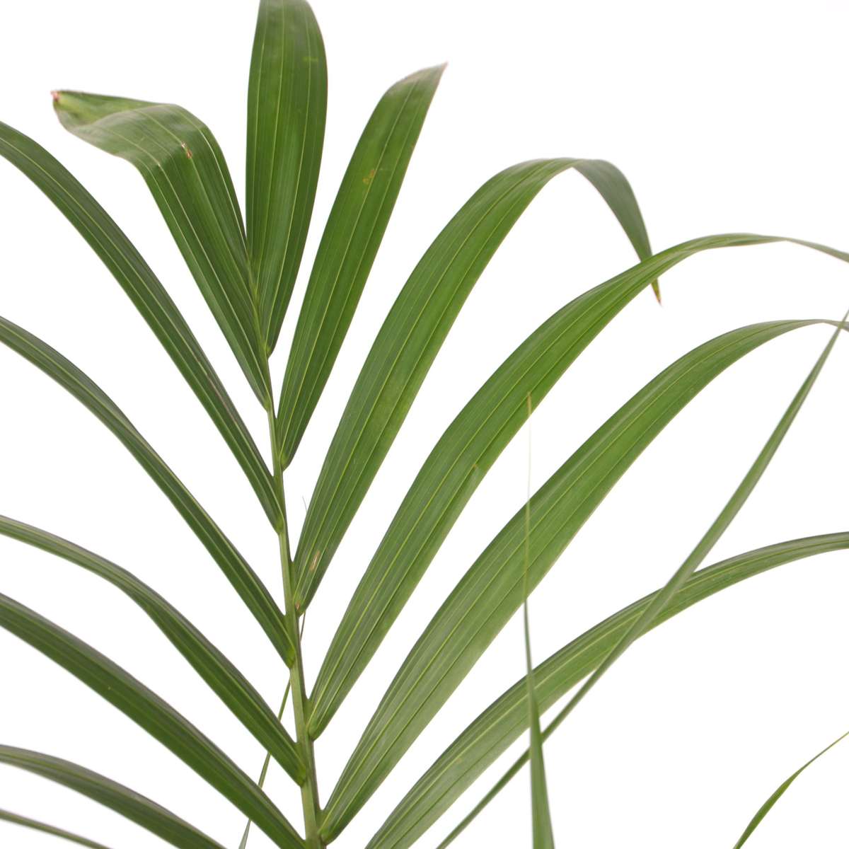 Florastore Kentia Palm - Howea Forsteriana - Height 130-140Cm - ⌀21Cm