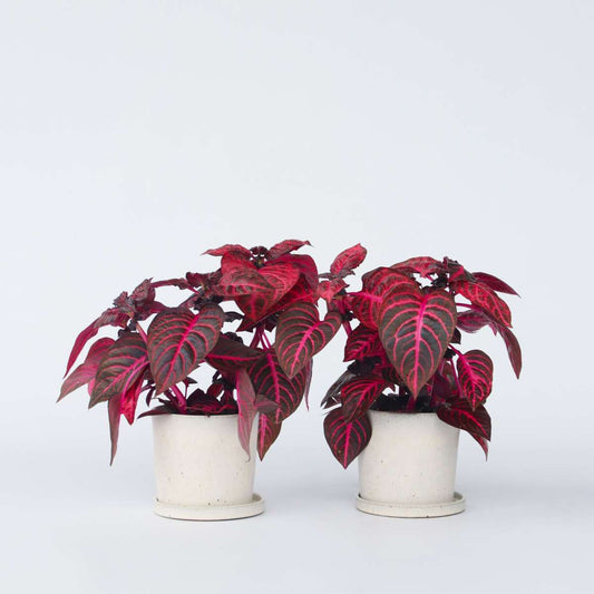 Florastore Bloodleaf Plant - 2 Pcs. - Iresine Herbstii - Height 20-30Cm - ⌀13Cm