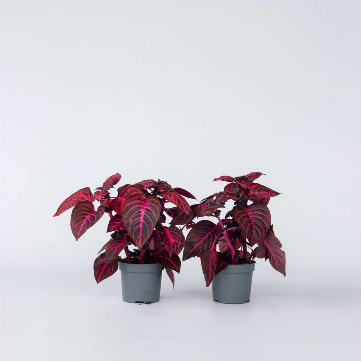 Florastore Bloodleaf Plant - 2 Pcs. - Iresine Herbstii - Height 20-30Cm - ⌀13Cm