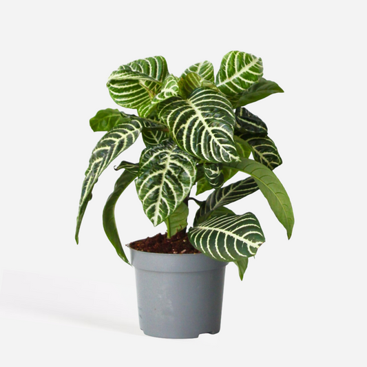 Florastore Zebra Plant - Aphelandra Squarrosa 'Botanica' - Height 25-45Cm - ⌀13Cm