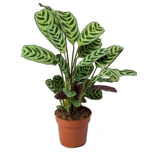 Florastore Never Never Plant - Ctenanthe 'Burle-Marxii' - Height 25-40Cm - ⌀12Cm