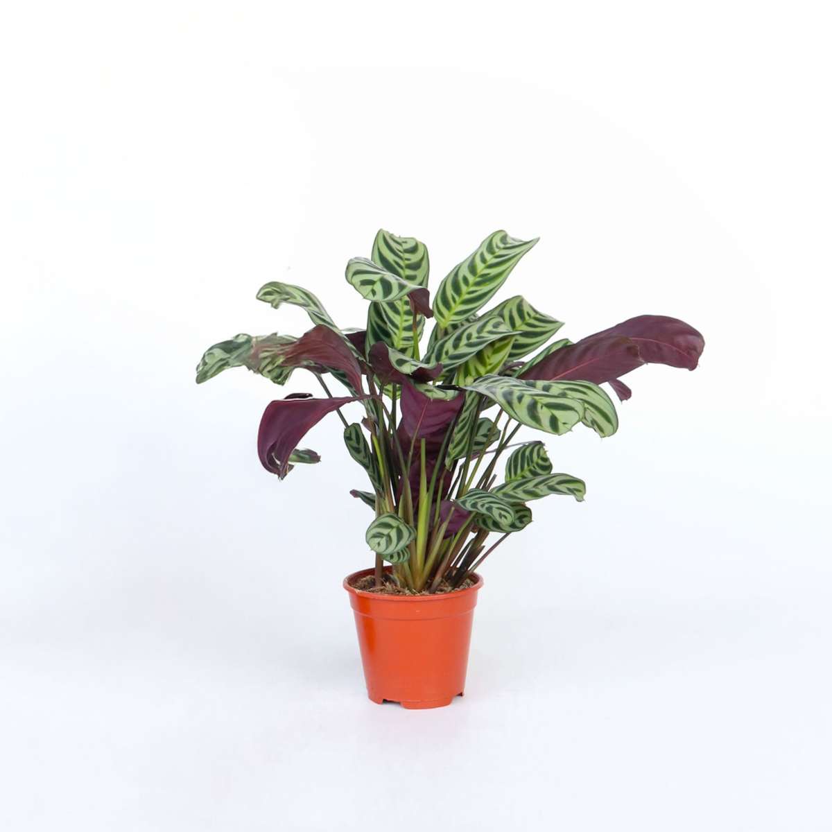 Florastore Never Never Plant - Ctenanthe 'Burle-Marxii' - Height 25-40Cm - ⌀12Cm