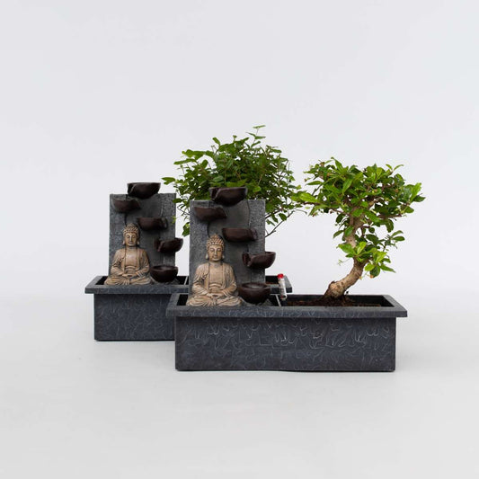 Florastore Waterval Buddha - 2 Pcs. - Bonsai - Height 25-35Cm - ⌀29Cm
