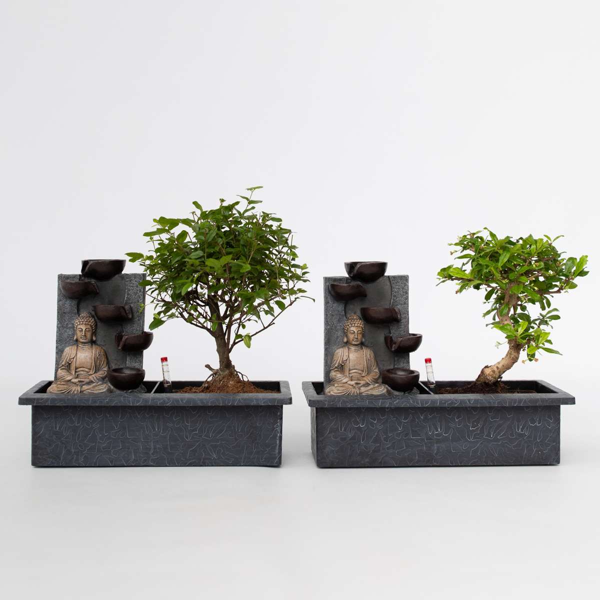 Florastore Waterval Buddha - 2 Pcs. - Bonsai - Height 25-35Cm - ⌀29Cm