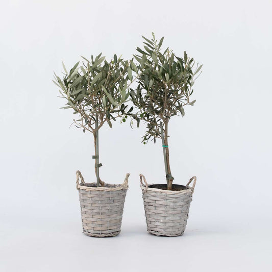 Florastore Common Olive Tree - 2 Pcs. - Olea Europaea - Height 50-60Cm - ⌀14Cm