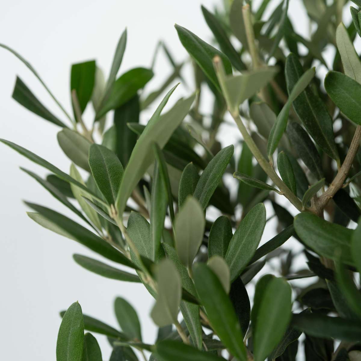 Florastore Common Olive Tree - 2 Pcs. - Olea Europaea - Height 50-60Cm - ⌀14Cm
