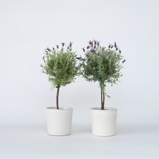 Florastore Lavender - 2 Pcs. - Lavandula Stoechas 'Anouk' - Height 45-55Cm - ⌀15Cm
