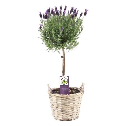 Florastore Lavender - Lavandula Stoechas 'Anouk' - Height 45-55Cm - ⌀15Cm