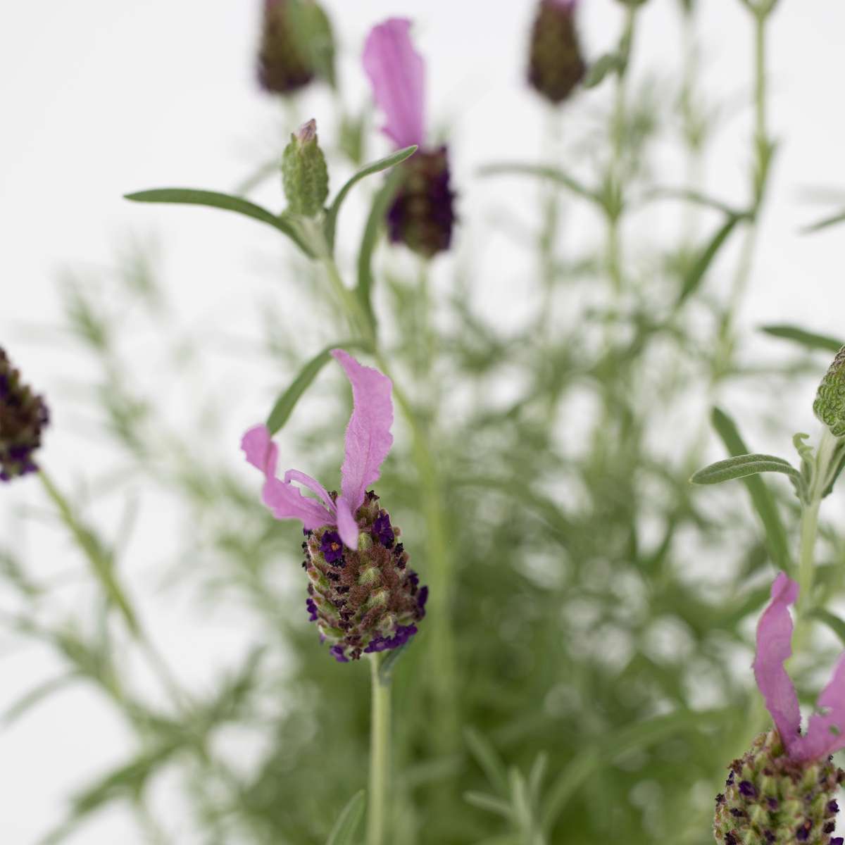 Florastore Lavender - Lavandula Stoechas 'Anouk' - Height 45-55Cm - ⌀15Cm