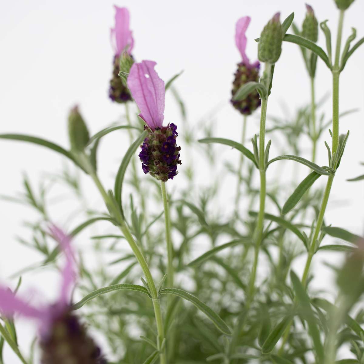 Florastore Lavender - Lavandula Stoechas 'Anouk' - Height 45-55Cm - ⌀15Cm