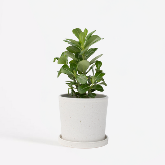 Florastore Desert Rose - Adenium Obesum - Height 25-40Cm - ⌀10,5Cm