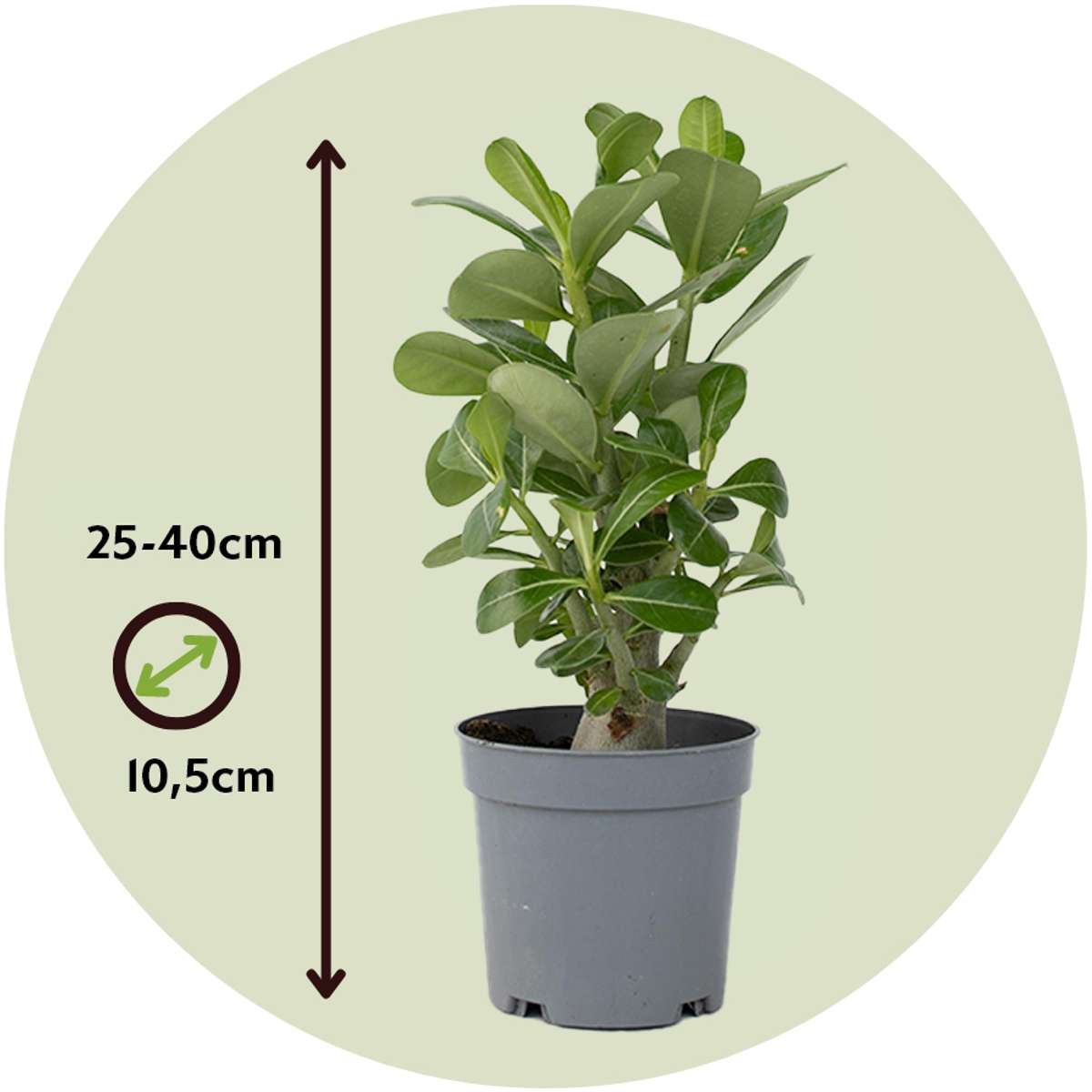 Florastore Desert Rose - Adenium Obesum - Height 25-40Cm - ⌀10,5Cm