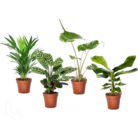 Florastore Tropical Green Mix - 4 Pcs. - Tropical Mix - Height 25-40Cm - ⌀12Cm