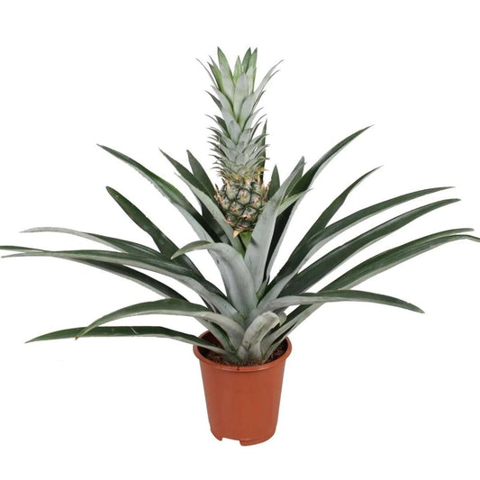 Florastore Pineapple - Ananas Comosus - Height 45-55Cm - ⌀14Cm
