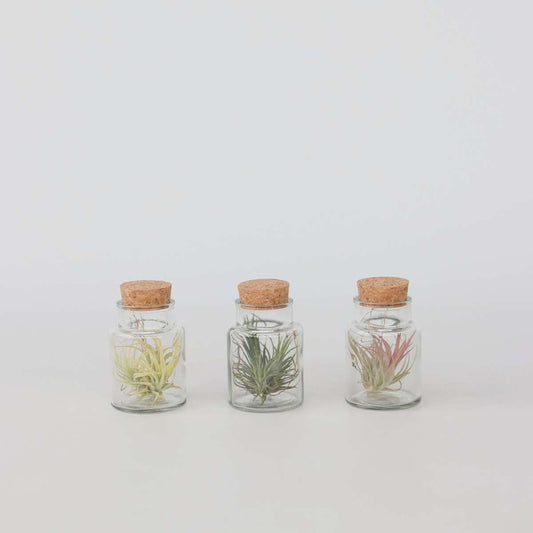 Florastore Air Plant In Glass - 3 Pcs. - Tillandsia - Height 5-15Cm - ⌀5Cm
