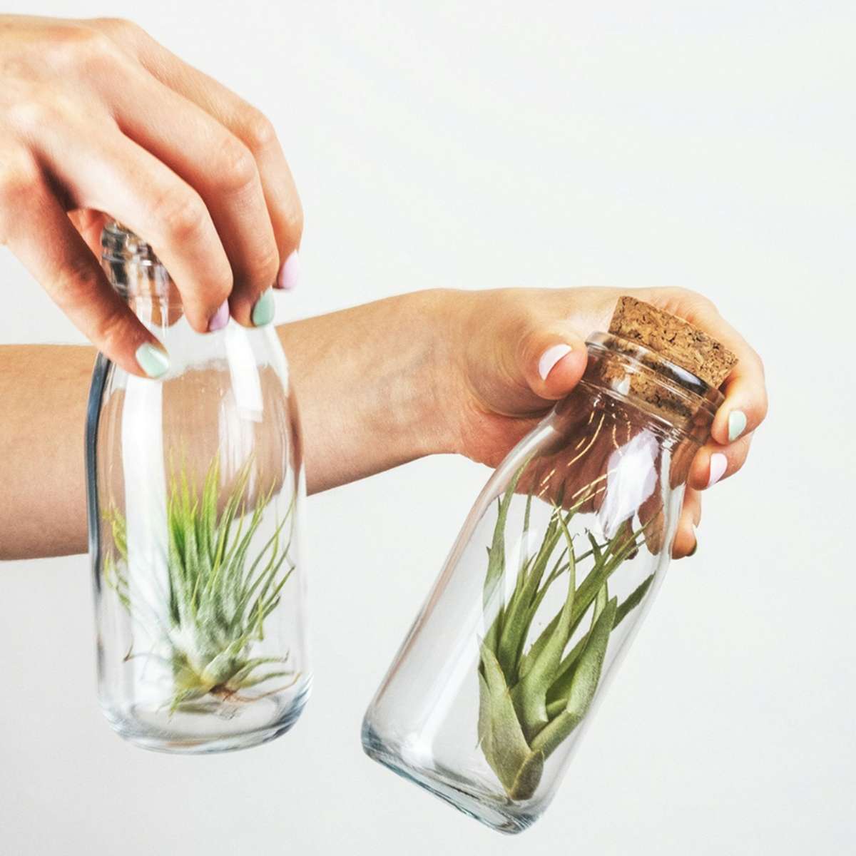 Florastore Air Plant In Glass - 3 Pcs. - Tillandsia - Height 5-15Cm - ⌀5Cm