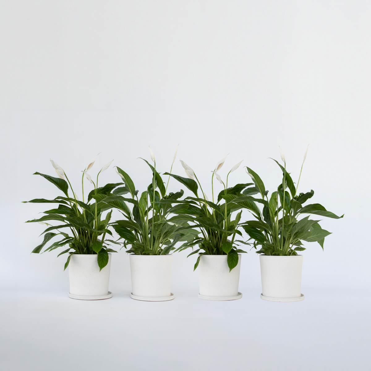 Florastore Peace Lilly - 4 Pcs. - Spathiphyllum 'Lima' - Height 60-75Cm - ⌀12Cm