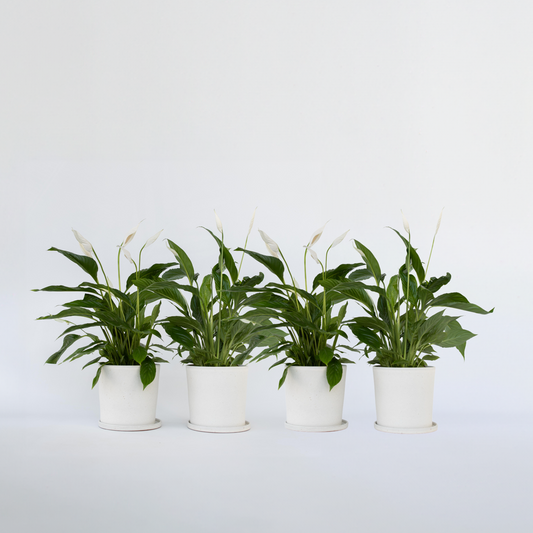 Florastore Peace Lilly - 4 Pcs. - Spathiphyllum 'Lima' - Height 60-75Cm - ⌀12Cm