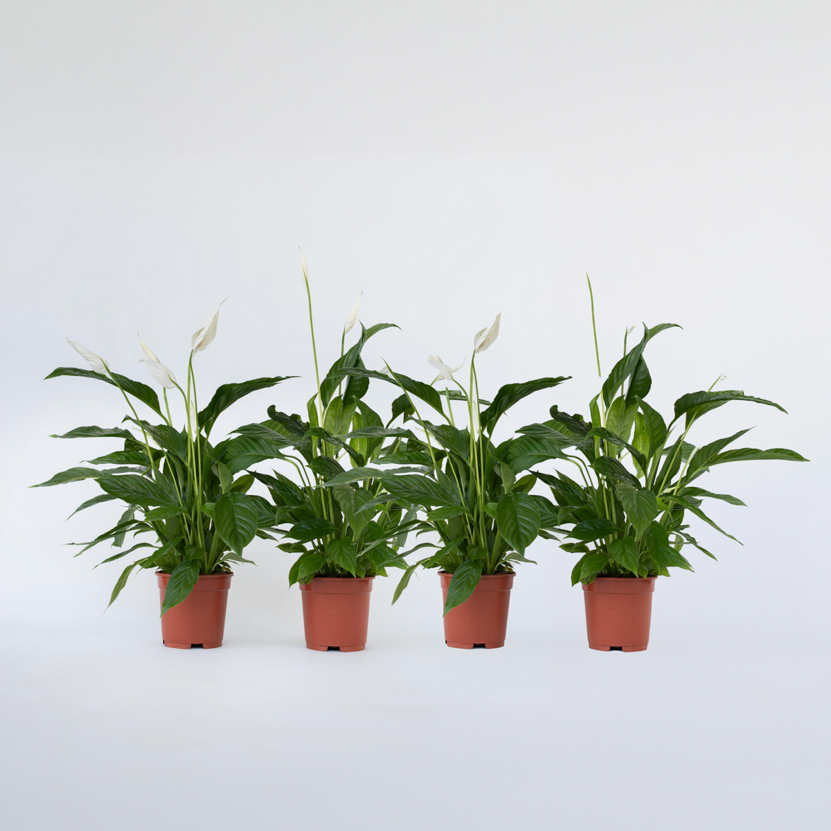 Florastore Peace Lilly - 4 Pcs. - Spathiphyllum 'Lima' - Height 60-75Cm - ⌀12Cm