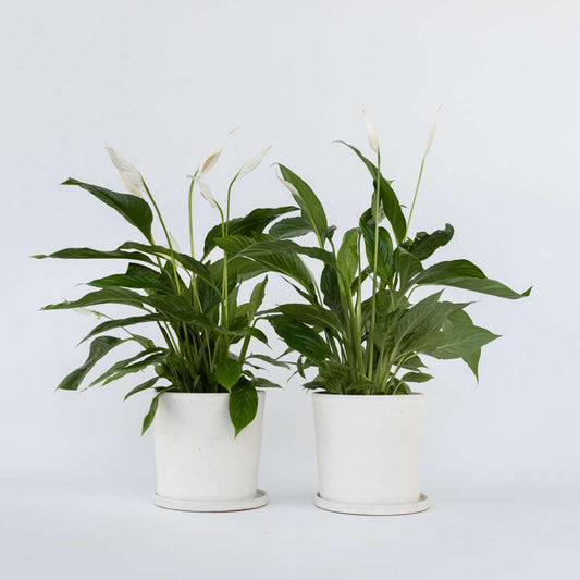 Florastore Peace Lilly - 2 Pcs. - Spathiphyllum 'Lima' - Height 60-75Cm - ⌀17Cm