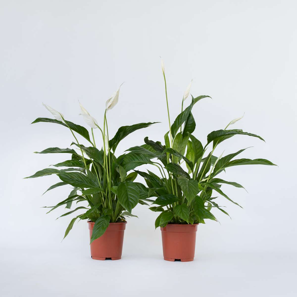 Florastore Peace Lilly - 2 Pcs. - Spathiphyllum 'Lima' - Height 60-75Cm - ⌀17Cm