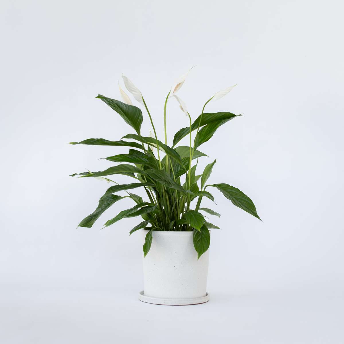 Florastore Peace Lilly - Spathiphyllum 'Lima' - Height 60-75Cm - ⌀17Cm