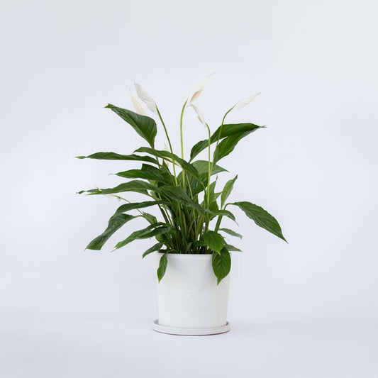 Florastore Peace Lilly - Spathiphyllum 'Lima' - Height 60-75Cm - ⌀17Cm