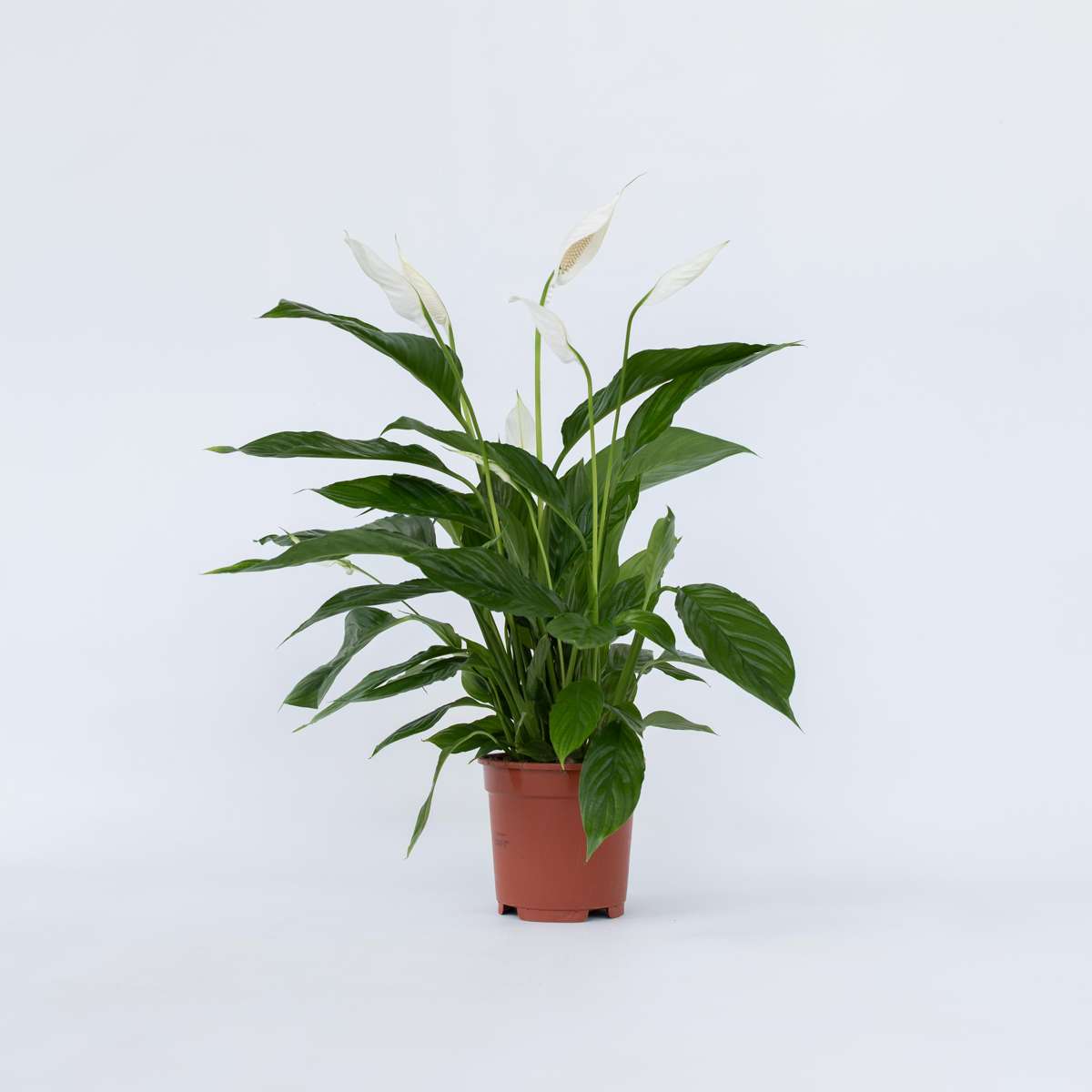Florastore Peace Lilly - Spathiphyllum 'Lima' - Height 60-75Cm - ⌀17Cm