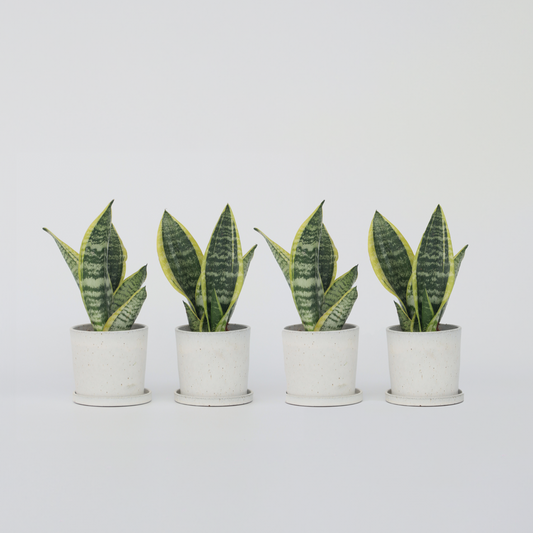 Florastore Snake Plant - 4 Pcs. - Sansevieria 'Futura Superba' - Height 35-40Cm - ⌀12Cm