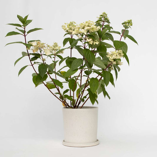 Florastore Hortensia - Hydrangea Paniculata 'Wim's Red' - Height 25-40Cm - ⌀19Cm