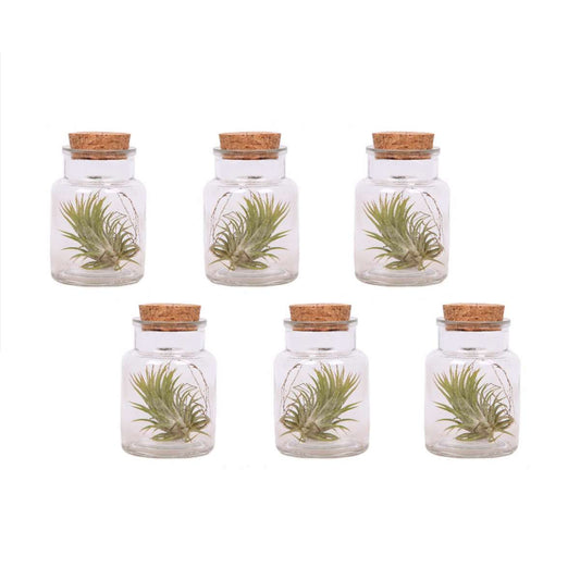 Florastore Air Plant In Glass - 6 Pcs. - Tillandsia - Height 5-15Cm - ⌀5Cm
