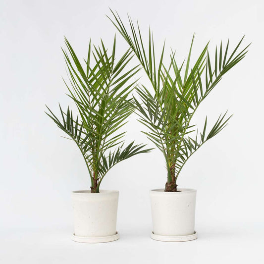 Florastore Canary Date Palm - 2 Pcs. - Phoenix Canariensis - Height 50-60Cm - ⌀15Cm