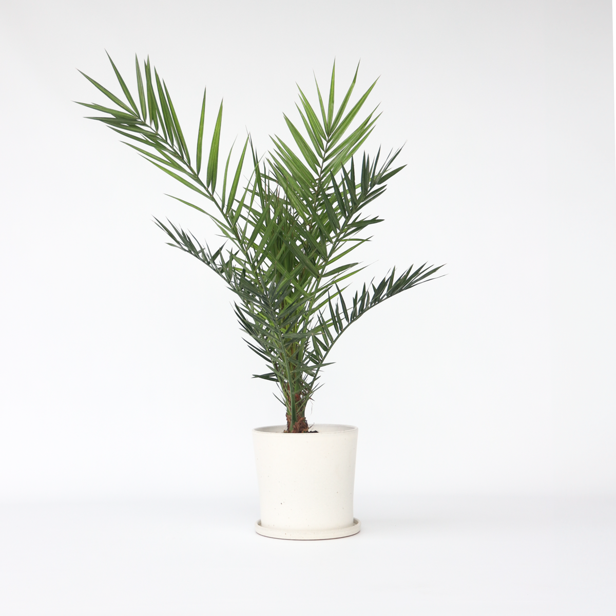 Florastore Canary Date Palm - Phoenix Canariensis - Height 80-100Cm - ⌀19Cm