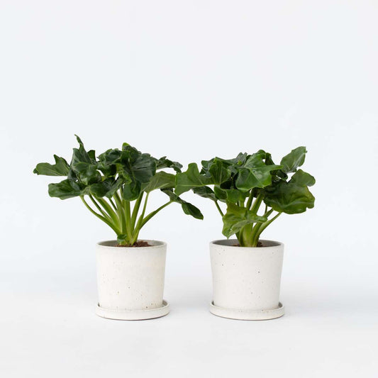 Florastore Split Leaf - 2 Pcs. - Thaumatophyllum Bipinnatifidum - Height 30-40Cm - ⌀12Cm