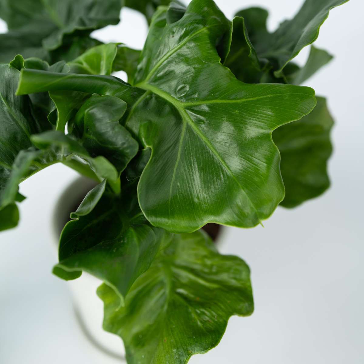 Florastore Split Leaf - 2 Pcs. - Thaumatophyllum Bipinnatifidum - Height 30-40Cm - ⌀12Cm