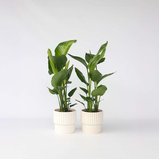 Florastore Giant Bird Of Paradise - 2 Pcs. - Strelitzia Nicolai - Height 55-70Cm - ⌀17Cm